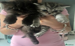 Persian cats for sale:  Persian Himalayan, blue point  - Image 3