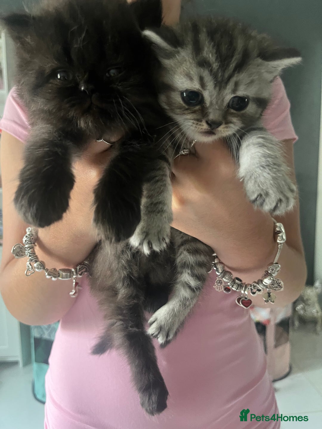 Persian cats for sale:  Persian Himalayan, blue point  - Image 3