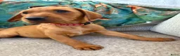 Labrador Retriever dogs for sale: Pedigree Puppies from a Family Home - Advert 19