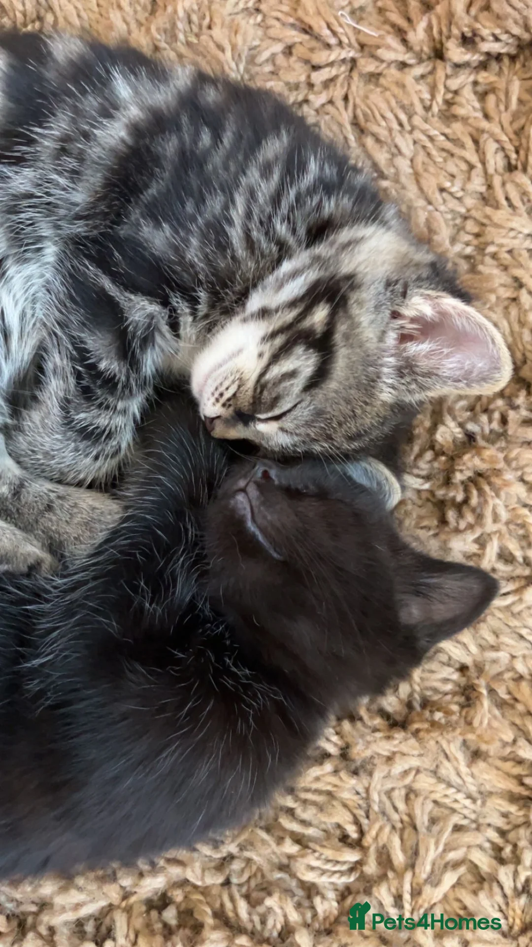 Mixed Breed cats for sale: Ragdoll x Maine Coon Kittens - Advert 2