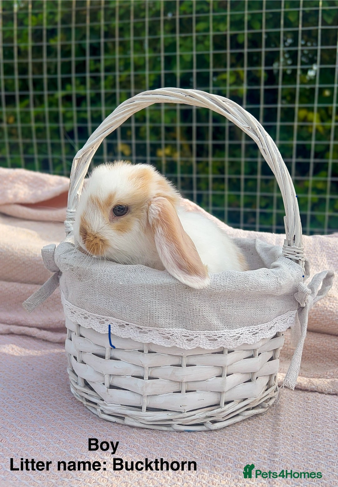 Mini Lop rabbits for sale: Mini lop bunnies  - Image 15