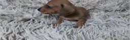 Miniature Dachshund dogs for sale: Mini Dachshund Puppies KC Ready start of March 🐾 - Advert 28