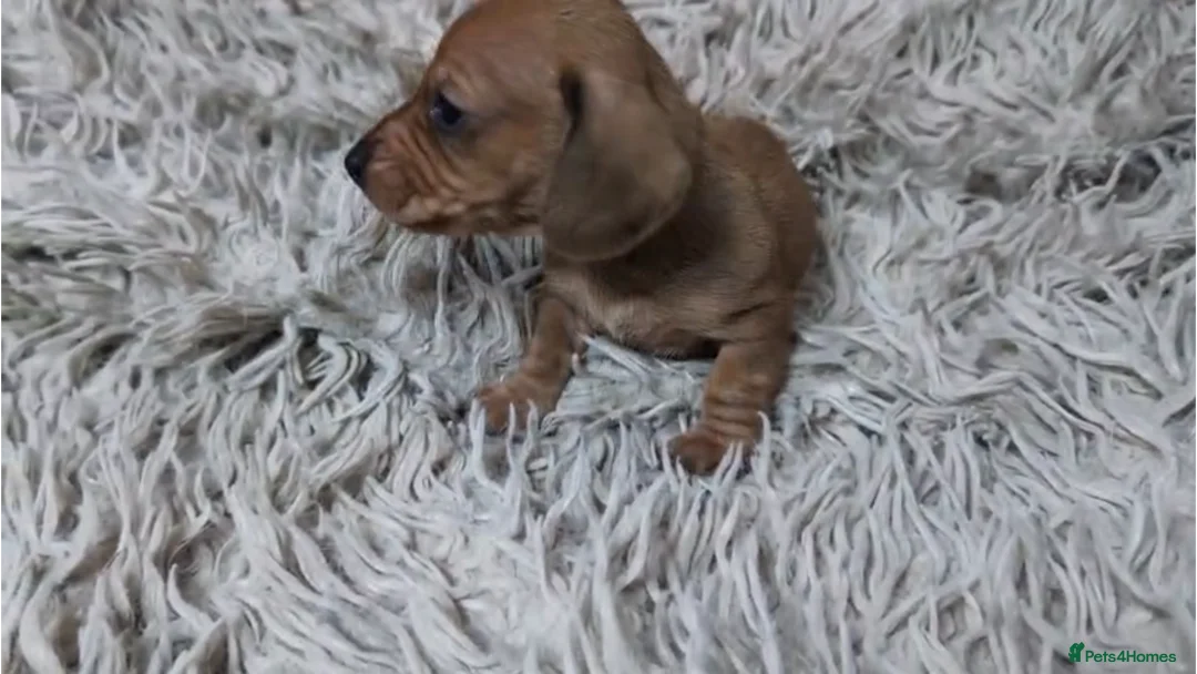 Miniature Dachshund dogs for sale: Mini Dachshund Puppies KC Ready start of March 🐾 - Advert 28