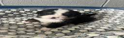 Bernese Mountain Dog dogs for sale: Bernese Mountain Dog Puppies - waiting list - Advert 15