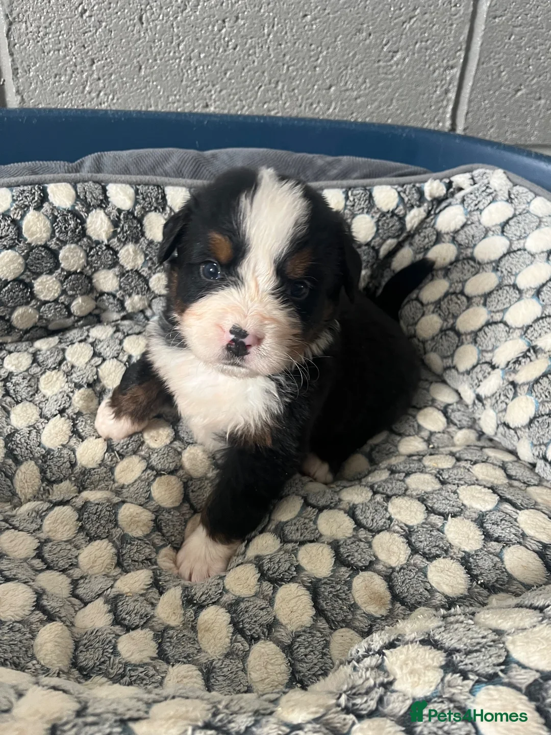 Bernese Mountain Dog dogs for sale: Bernese Mountain Dog Puppies - waiting list - Advert 15