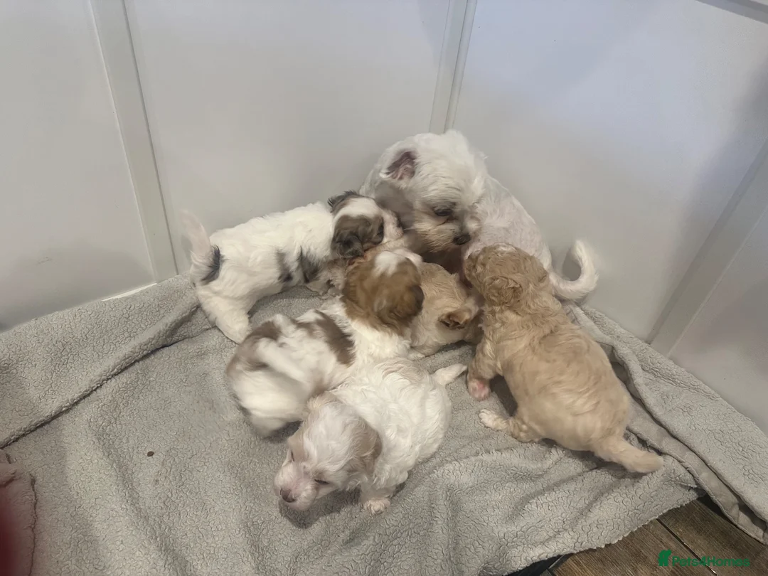 Maltipoo dogs for sale: Beautiful maltipoo  in Portsmouth - Advert 1