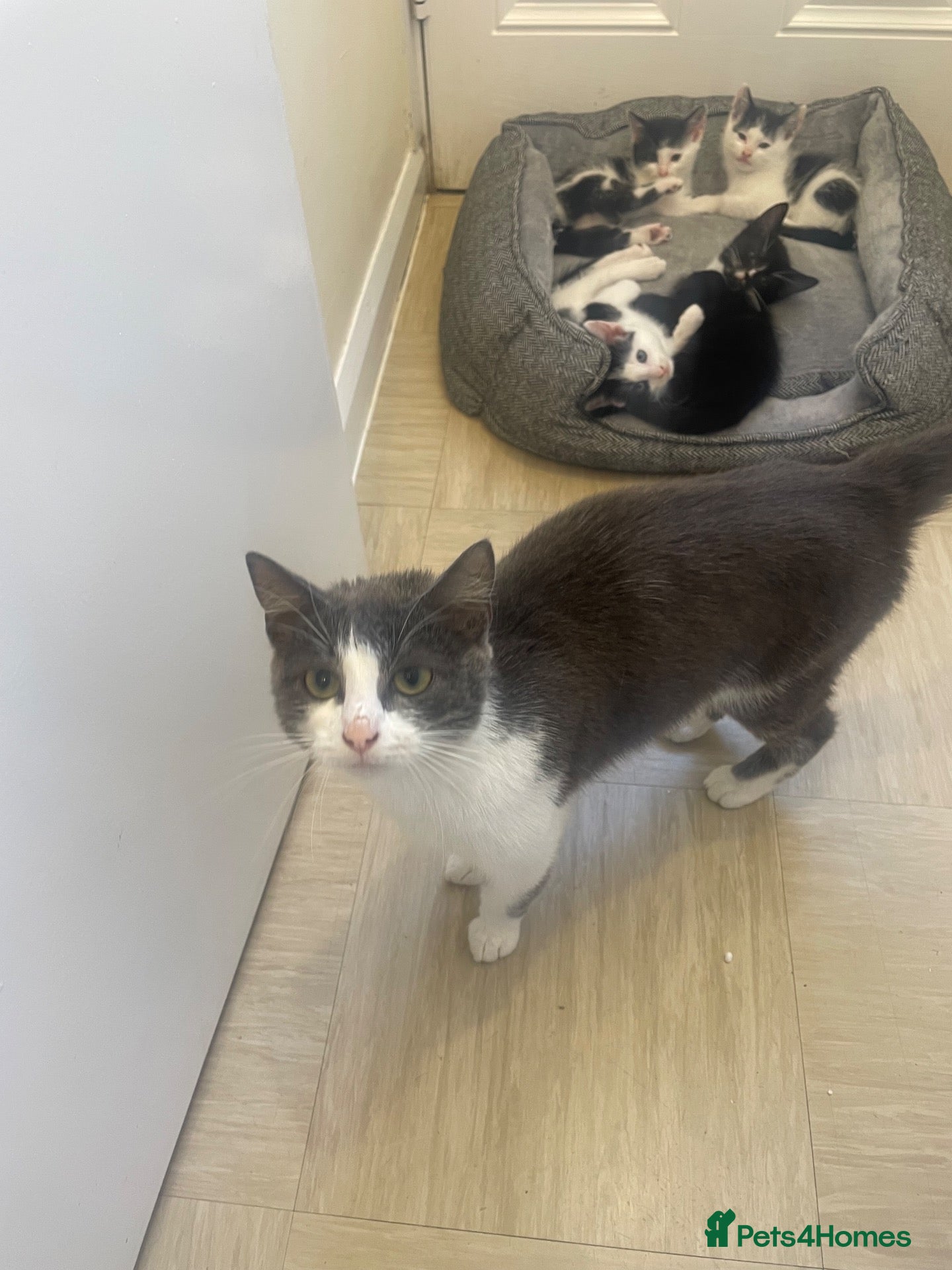 Domestic Shorthair cats Beautiful Kittens Looking for Loving Forever Homes - Advert 1