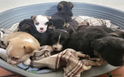 Jackapoo dogs for sale: Super Cute Jackapoo babies - Image 8