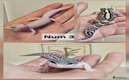 Leopard Gecko reptiles for sale: Blacknight macksnows and supersnows in tremper - Image 1