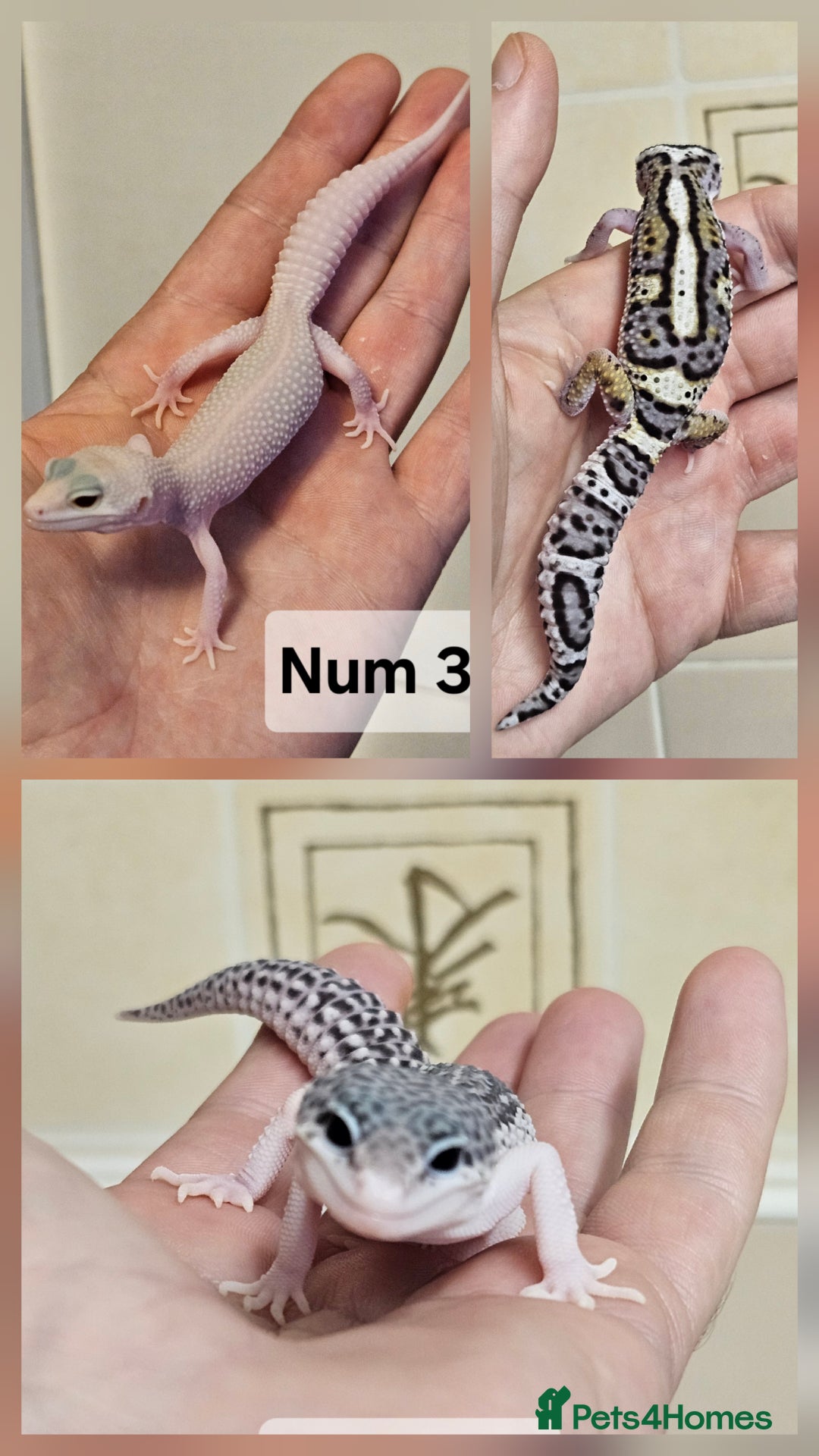 Leopard Gecko reptiles for sale: Blacknight macksnows and supersnows in tremper - Image 1