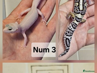 Leopard Gecko reptiles - Advert 8
