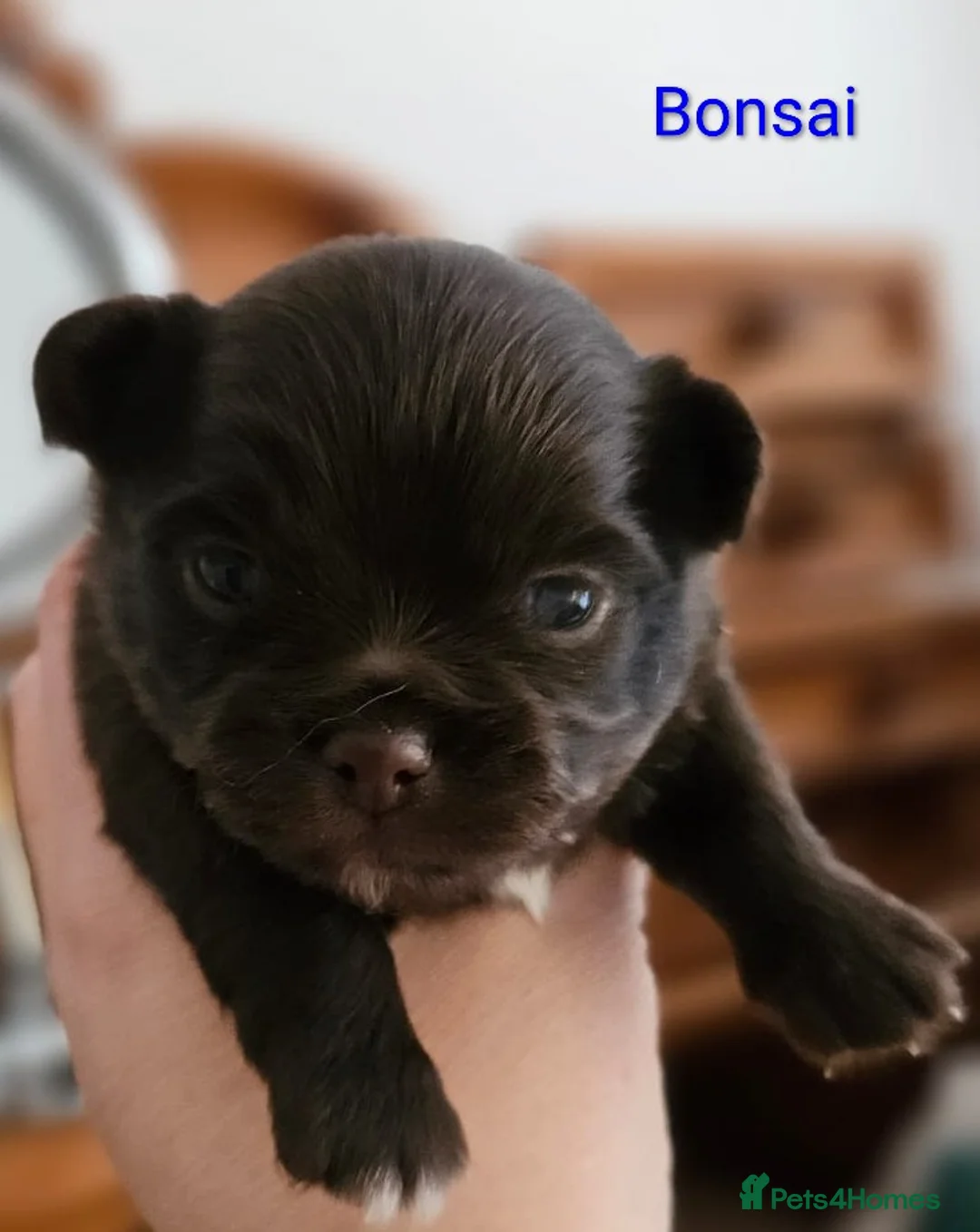 Chihuahua dogs for sale: ✨ Long haired Boys from Russian lines ✨ in Louth - Advert 15