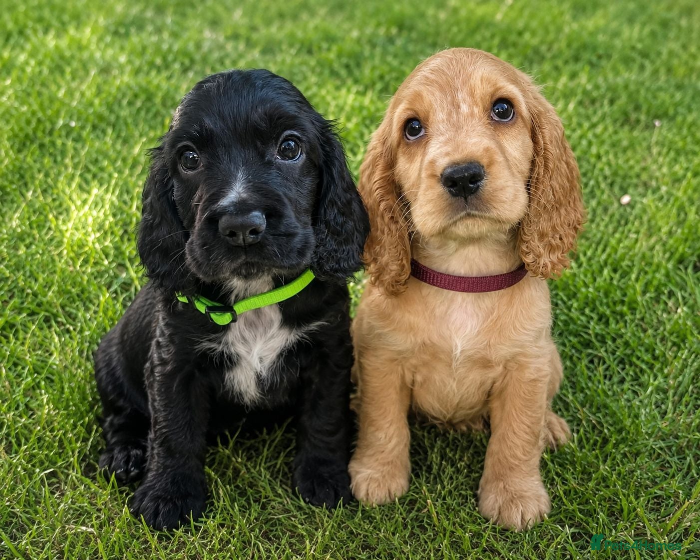 Cocker Spaniel dogs Ready Today! Show Type Cocker Spaniels  - Advert 1