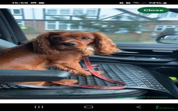 Cavachon dogs for sale: 1 lovely boy left - Image 6