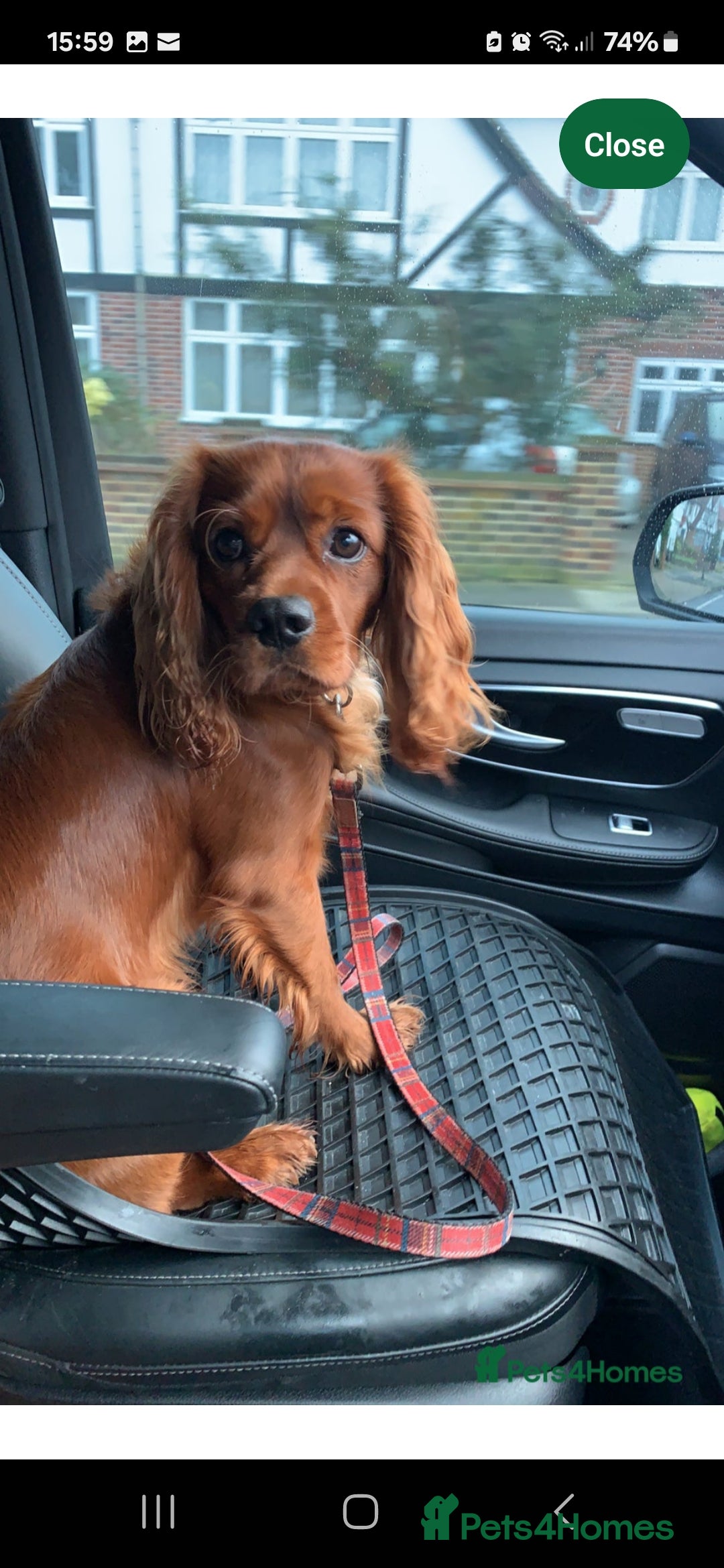 Cavachon dogs for sale: 1 lovely boy left - Image 6