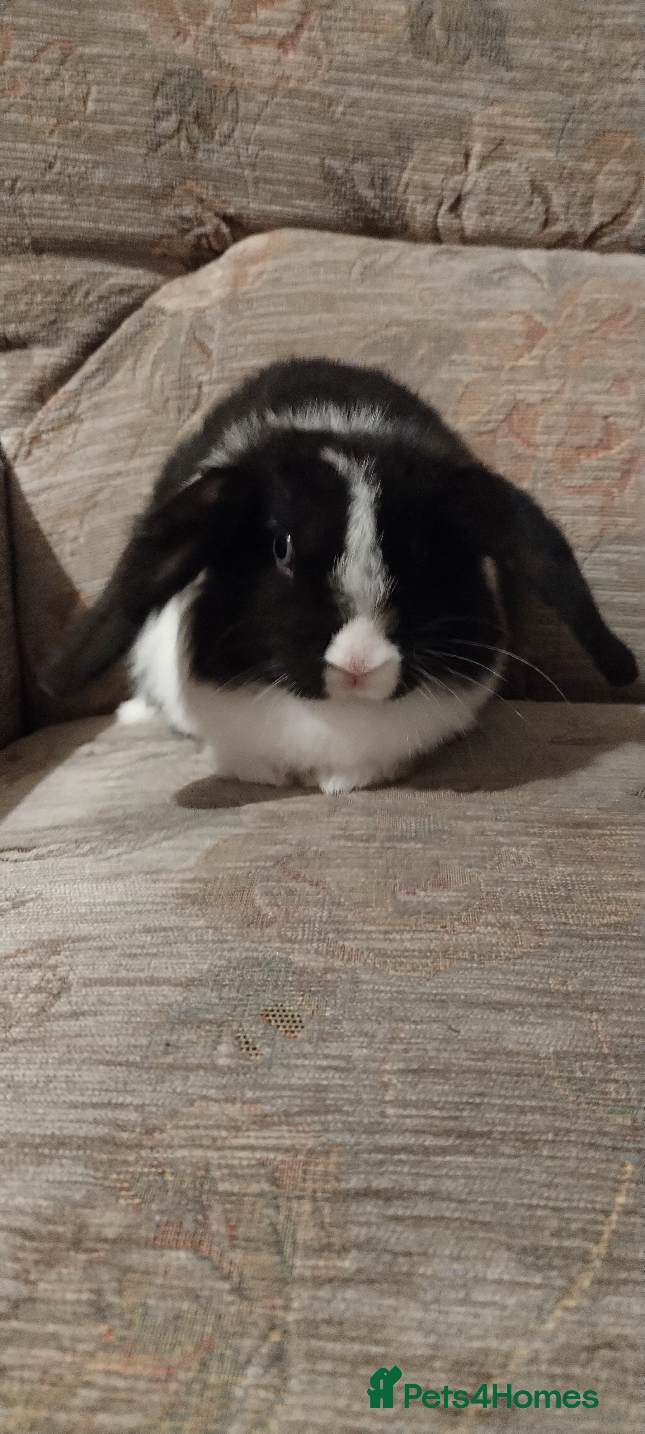 Mini Lop rabbits Beautiful mini lop - Advert 1