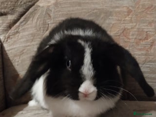 Mini Lop rabbits Beautiful mini lop - Advert 1