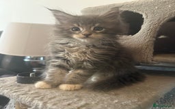 Maine Coon cats for sale: Pedigree fluffy Maine coon kittens (last3 boys) - Image 10