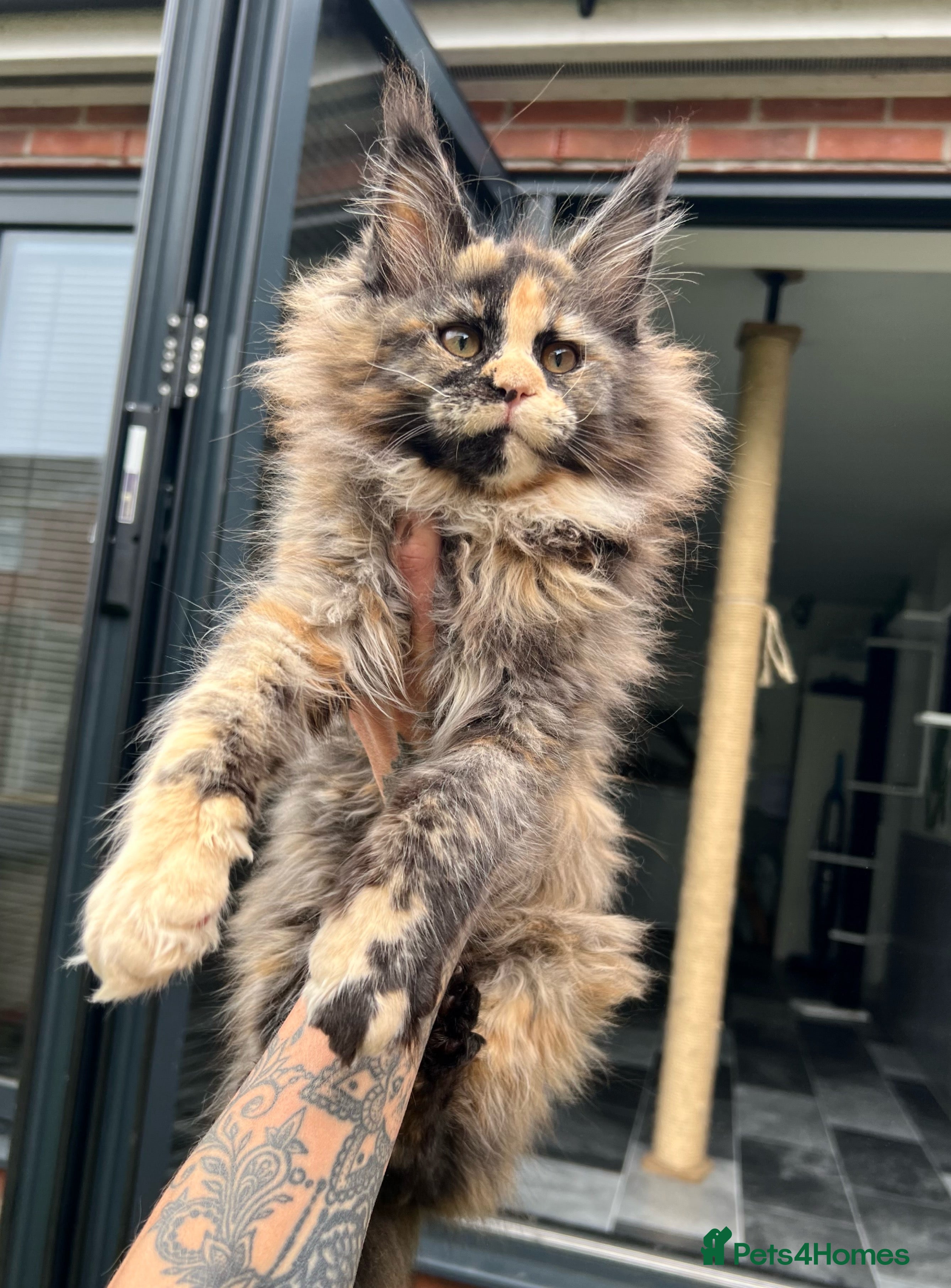 Maine Coon cats Russian Import Maine Coon Kittens  - Advert 5