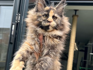 Maine Coon cats Russian Import Maine Coon Kittens - Advert 18