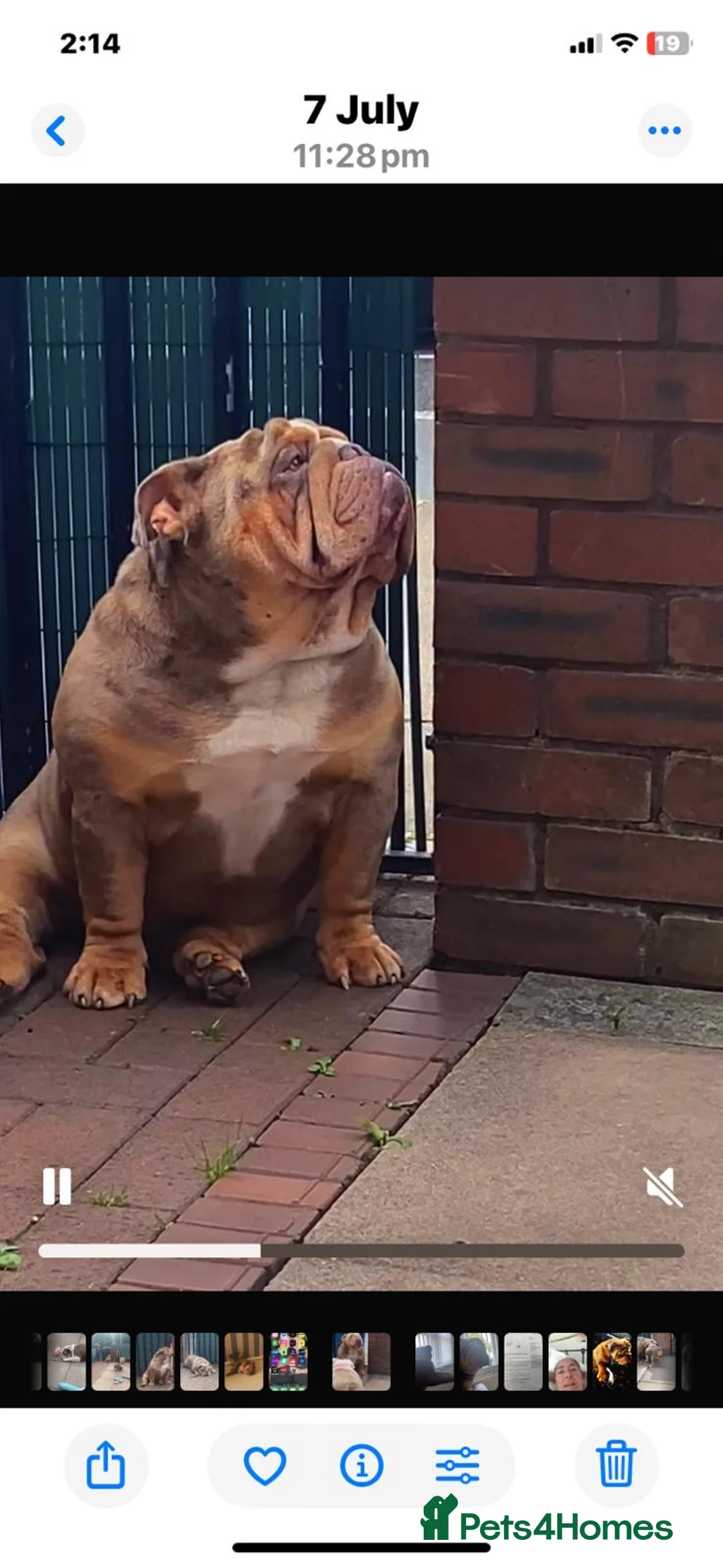 English Bulldog dogs for stud: King bear mcr - Advert 2