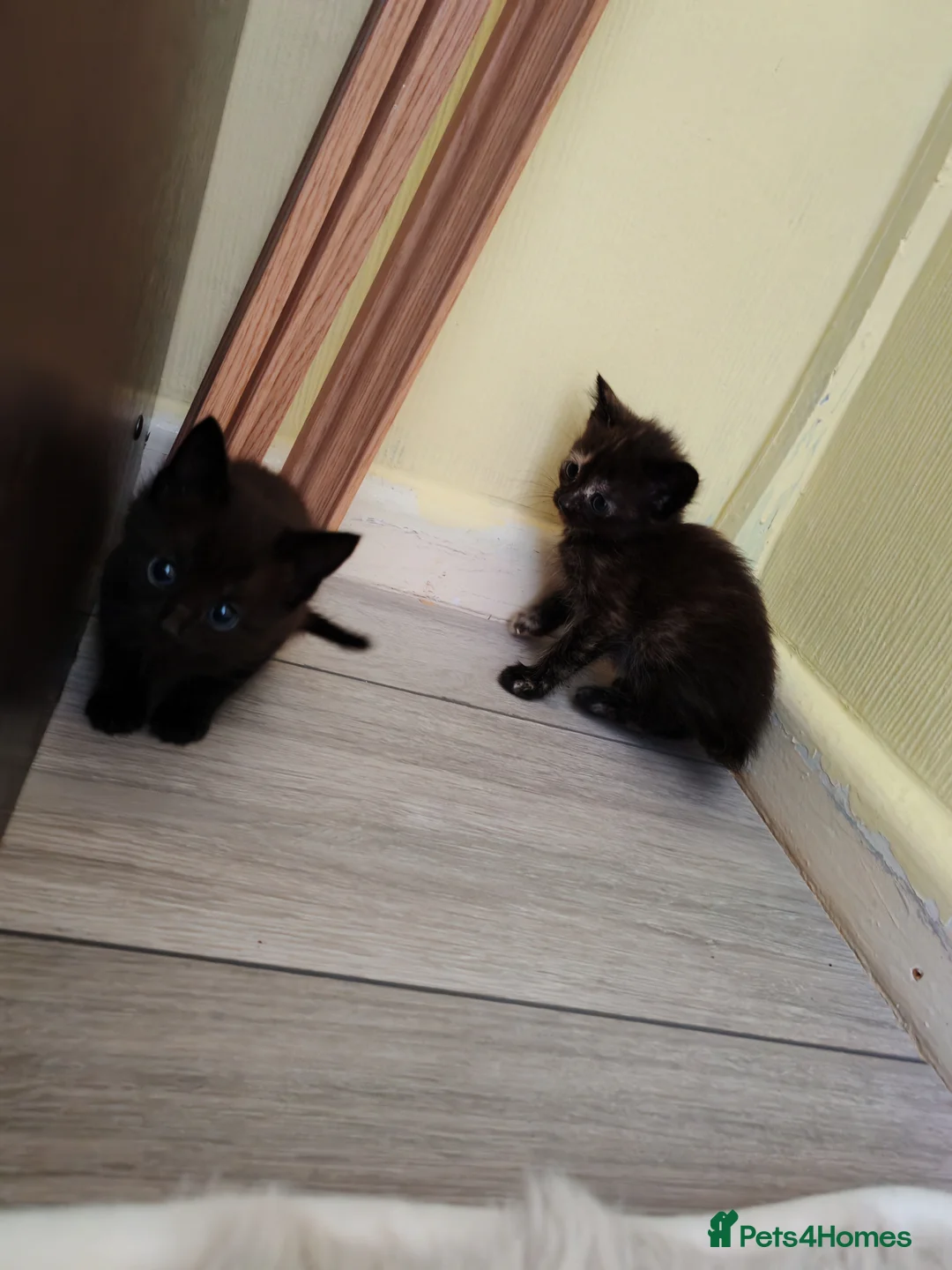 Mixed Breed cats for sale: Kittens looking for loving forever home  in King's Lynn - Advert 2