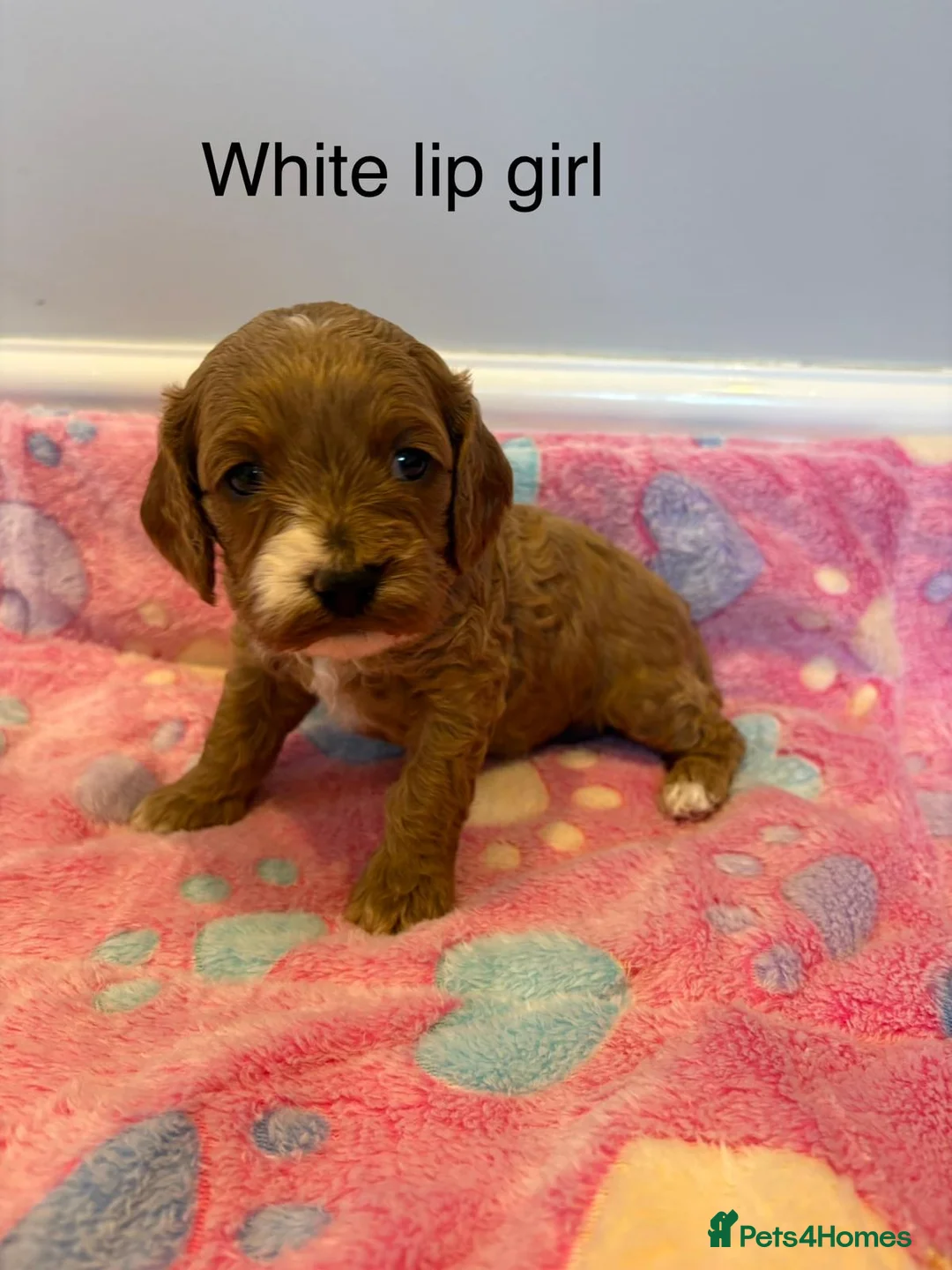 Cavapoo dogs for sale: Health Tested Cavapoos - Advert 2
