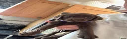 Labrador Retriever dogs for stud: Proven Labrador retriever for stud  - Advert 9