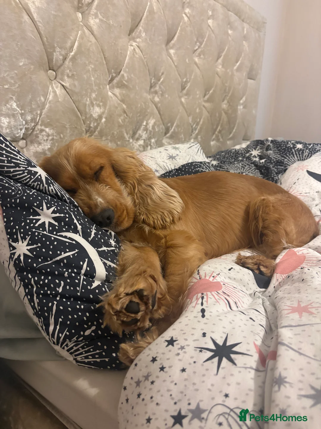 Cocker Spaniel dogs for sale: Forever home needed for our lovely Lillie  - Advert 2