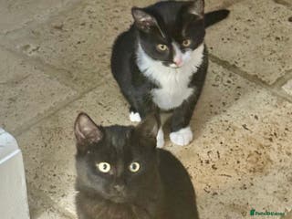 Mixed Breed cats 2 sisters, short haired kittens - Advert 19