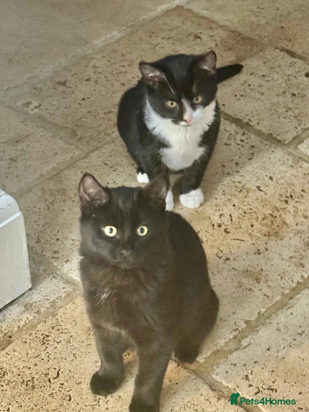 Mixed Breed cats for sale: 2 kittens, brother & sister, short haired - Advert 1