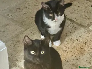 Mixed Breed cats 2 kittens, brother & sister, short haired - Advert 17