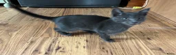 Oriental cats for sale: 7 RAGDOLL/SIAMESE KITTENS  - Advert 30