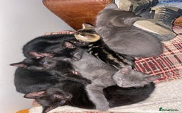 Mixed Breed cats for sale: Beautiful Kittens - Image 5