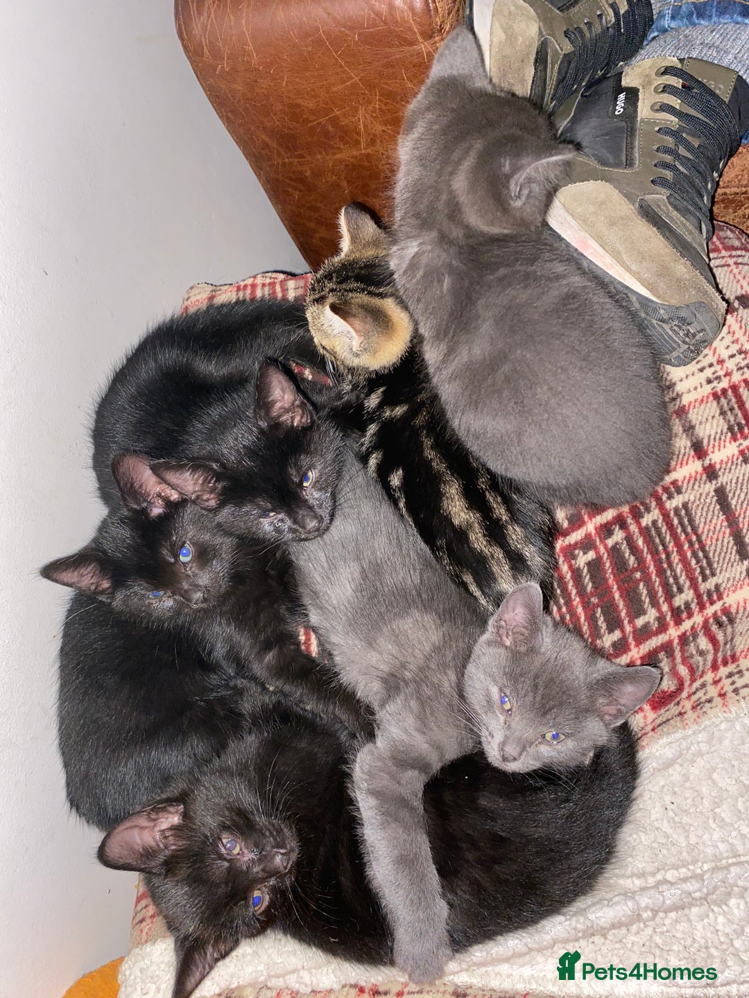 Mixed Breed cats for sale: Beautiful Kittens - Image 5