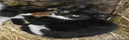 Mixed Breed cats for sale: Farm kittens  - Advert 8