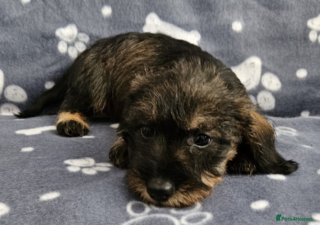 Dachshund dogs for sale: Stunning KC Registered Dachshund Puppies in Cheadle - Image 23