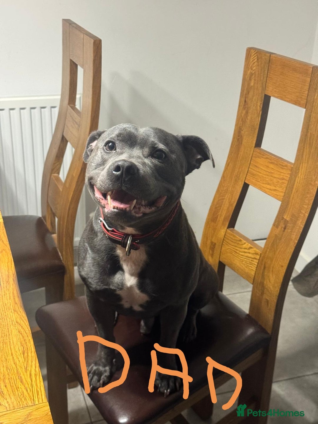 Staffordshire Bull Terrier dogs for sale: Staffordshire Bull Terrier puppies for sale  - Advert 37