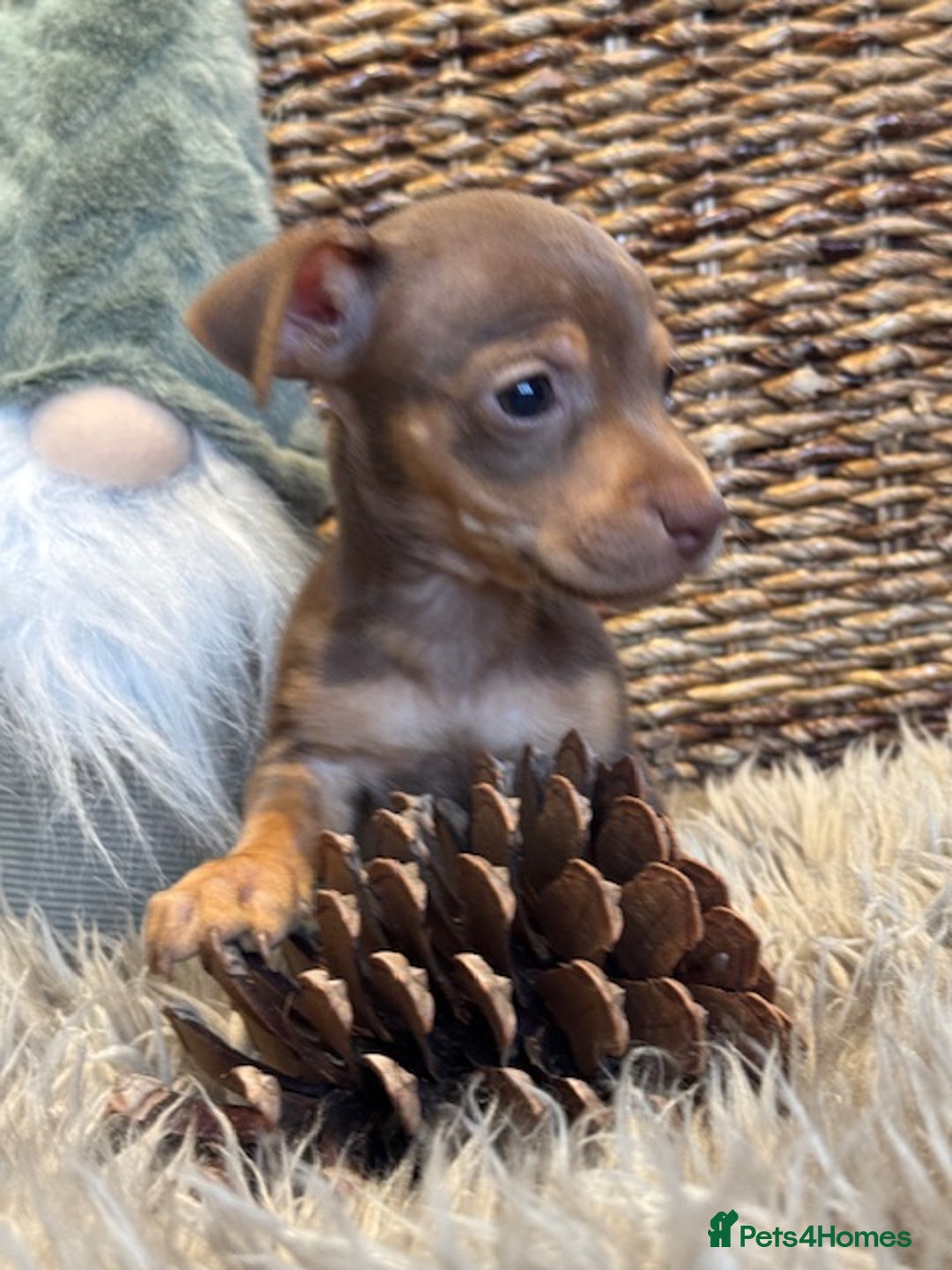 Jack Russell dogs for sale: STUNNING MINIATURE JRT's FOR SALE - Advert 8