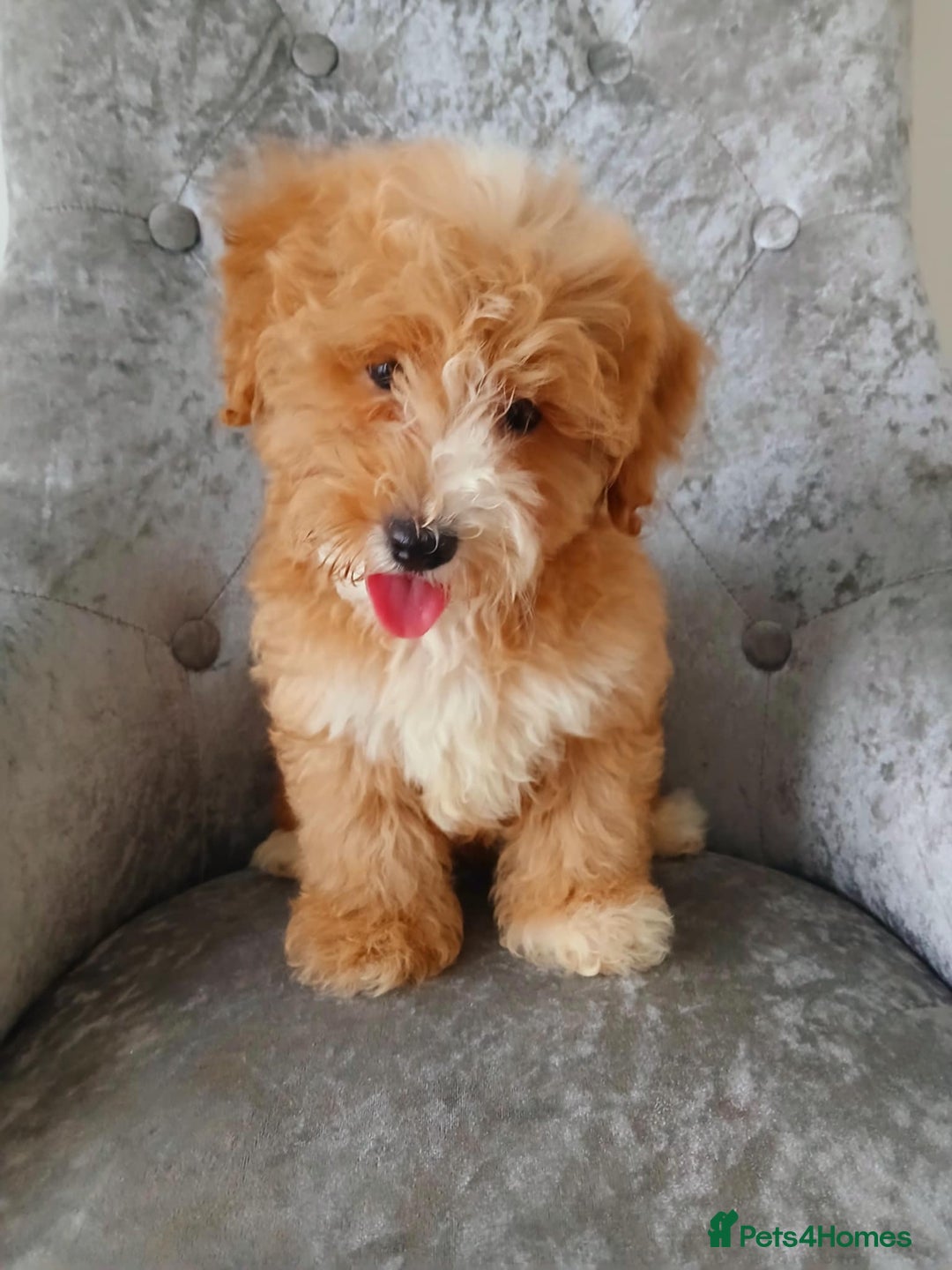 Maltipoo dogs for sale: Beautiful maltipoo puppies for sale - Image 7