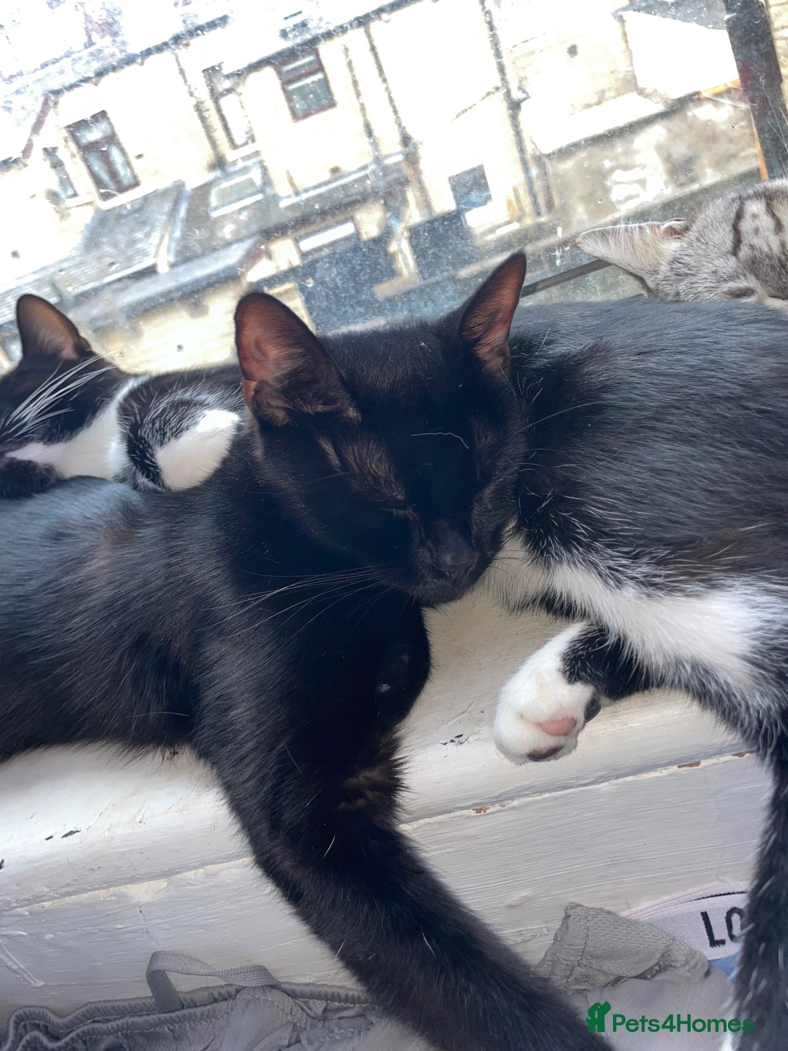 Mixed Breed cats Two beautiful kittens for sale  - Advert 1