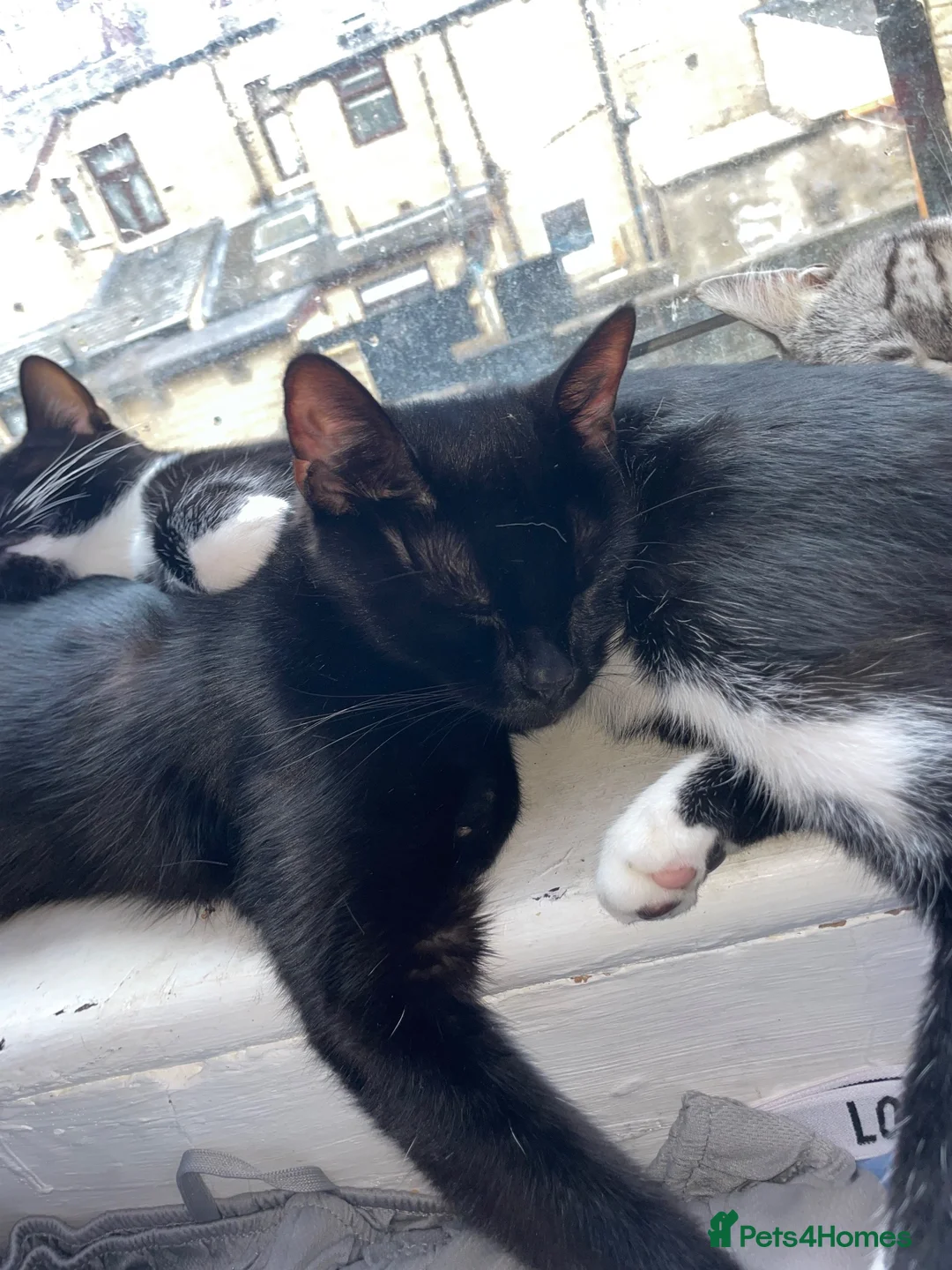 Mixed Breed cats for sale: Two beautiful kittens for sale  - Advert 1