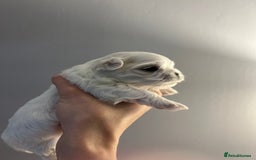 Maltese dogs for sale: Korean bloodline Maltese  - Advert 3