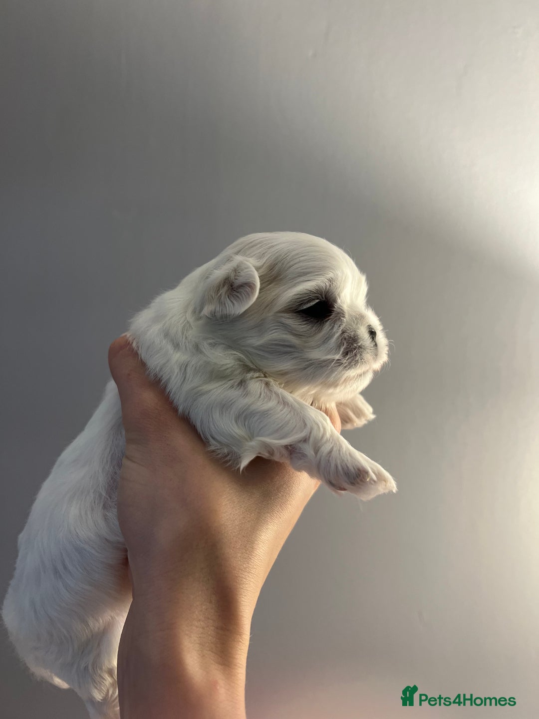 Maltese dogs for sale: Korean bloodline Maltese  - Advert 3