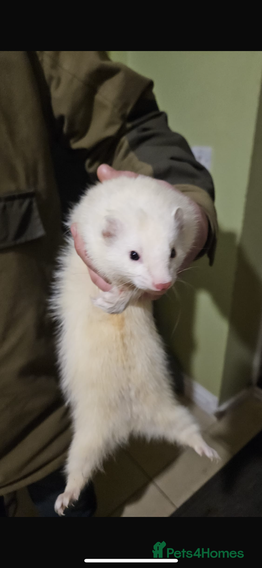 Ferret rodents for sale: 10 ferrets for rehome  - Advert 1