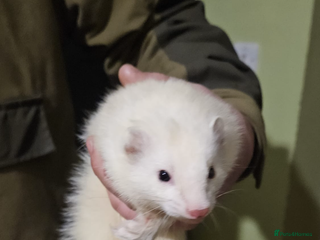 Ferret rodents 10 ferrets for rehome - Advert 2