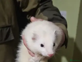 Ferret rodents 10 ferrets for rehome - Advert 4