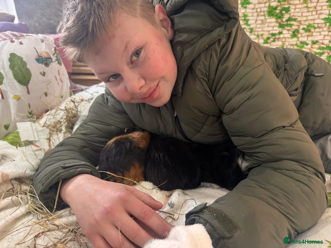Guinea Pig rodents for sale: Guinea Pigs  - Advert 33