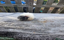 Guinea Pig rodents for sale: Baby Guinea pigs  - Image 2