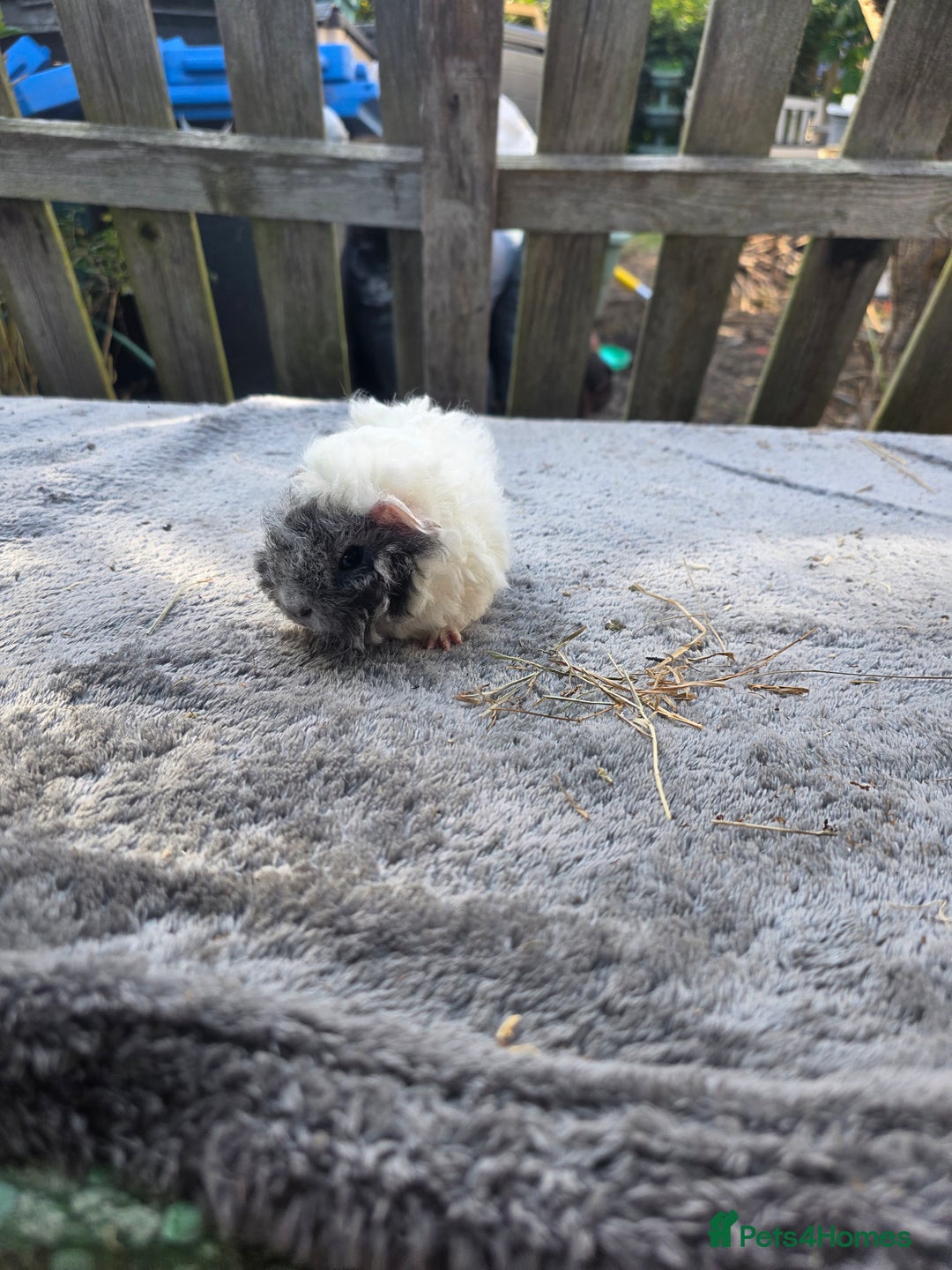 Guinea Pig rodents for sale: Baby Guinea pigs  - Image 2